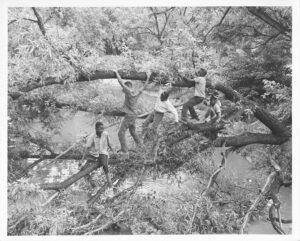 Akron Youths Climbing Tree Overhanging Little Cuyahoga River