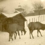 Historical photograph of three elk in the snow. A cabin and fence are in the background.