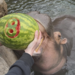 A photograph of a hippopotamus in the water and reaching its head up to eat a watermelon. 
